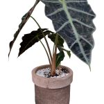 [Florist Vietnam] Dịch vụ trang trí cây văn phòng tại Cơ quan, doanh nghiệp