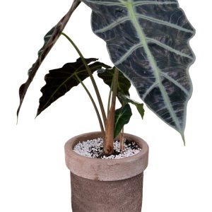 [Florist Vietnam] Dịch vụ trang trí cây văn phòng tại Cơ quan, doanh nghiệp
