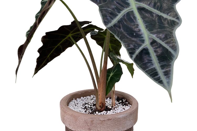 [Florist Vietnam] Dịch vụ trang trí cây văn phòng tại Cơ quan, doanh nghiệp